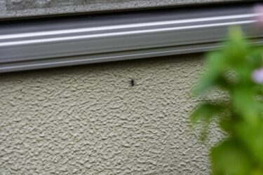 家の中に蜘蛛が出る理由や、マンションではどこから入ってくるのか