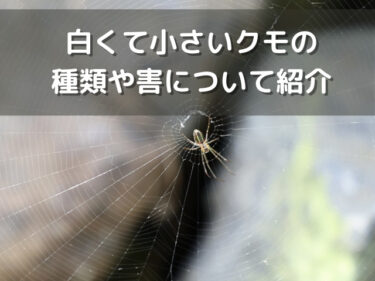 家に出るめっちゃ小さい白い蜘蛛の種類とスピリチュアルメッセージ