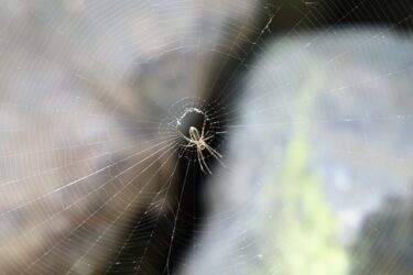 家に出るめっちゃ小さい白い蜘蛛の種類とスピリチュアルメッセージ